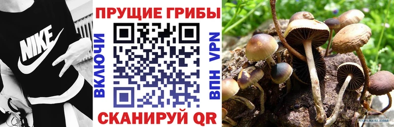 Псилоцибиновые грибы Magic Shrooms  Купить  Лысково 